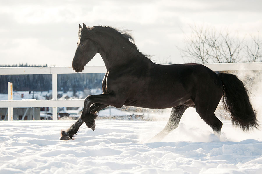 Конно-спортивный комплекс Карцево